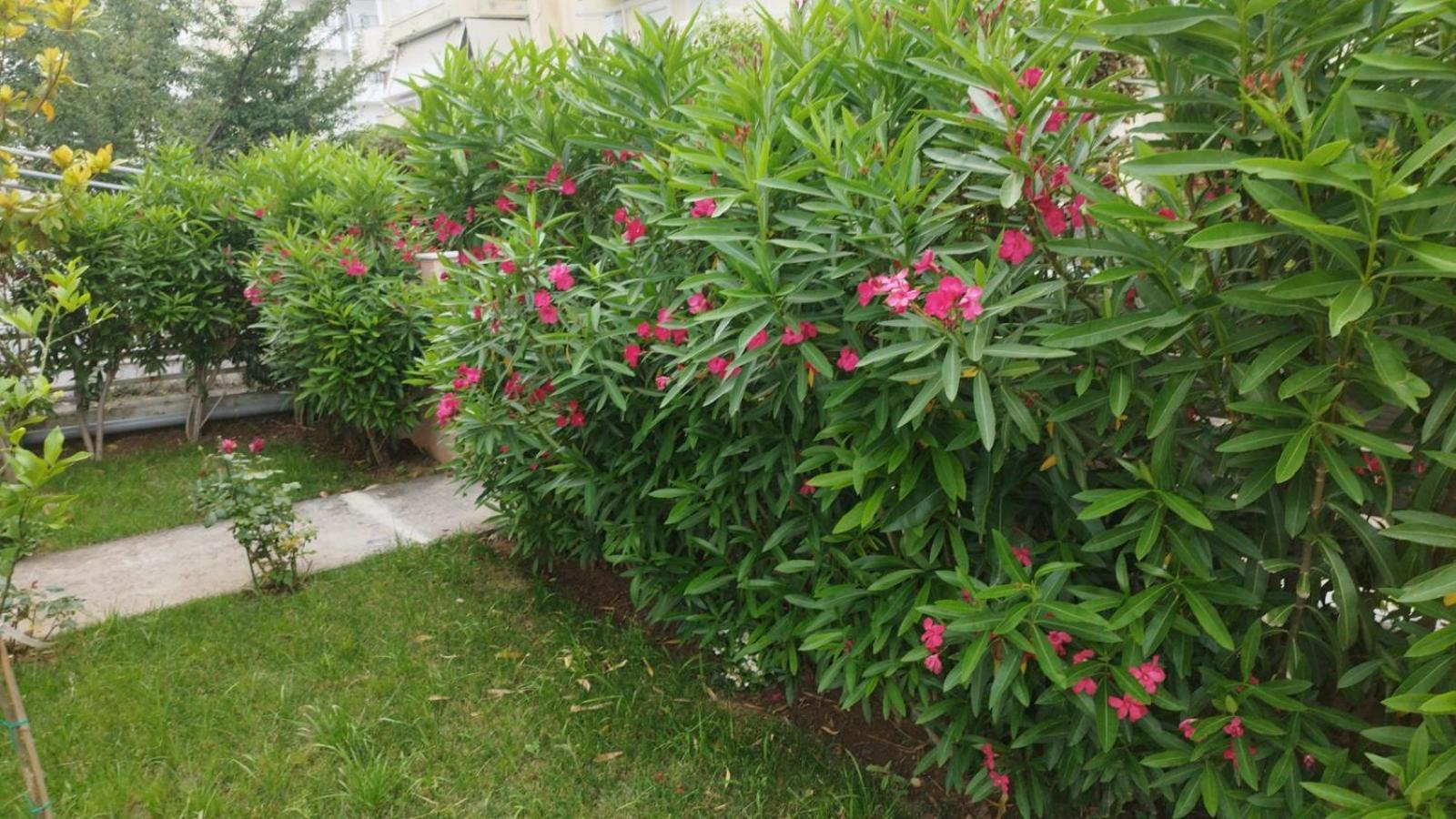Renovated Apartment With Garden And Parking Space Peraía Dış mekan fotoğraf
